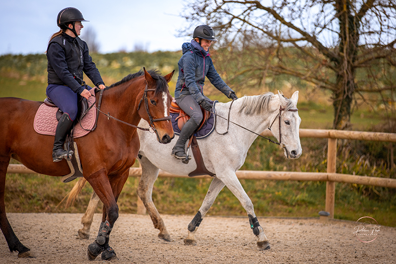 Cours d'équitation et travail à pied sur la carrière Lastik