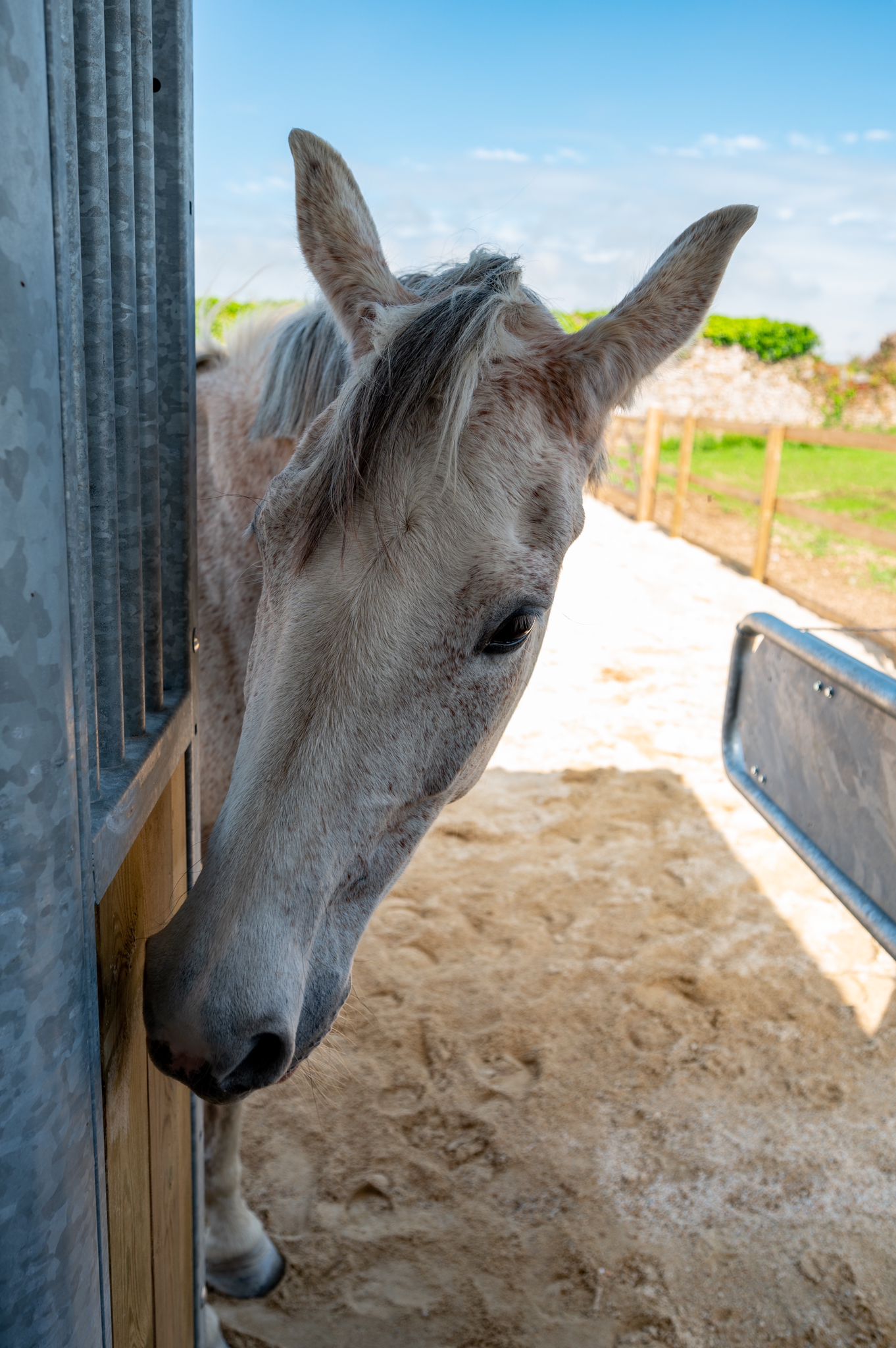 Distributeur Automatique de Concentrés (DAC) individualisé de l'écurie active