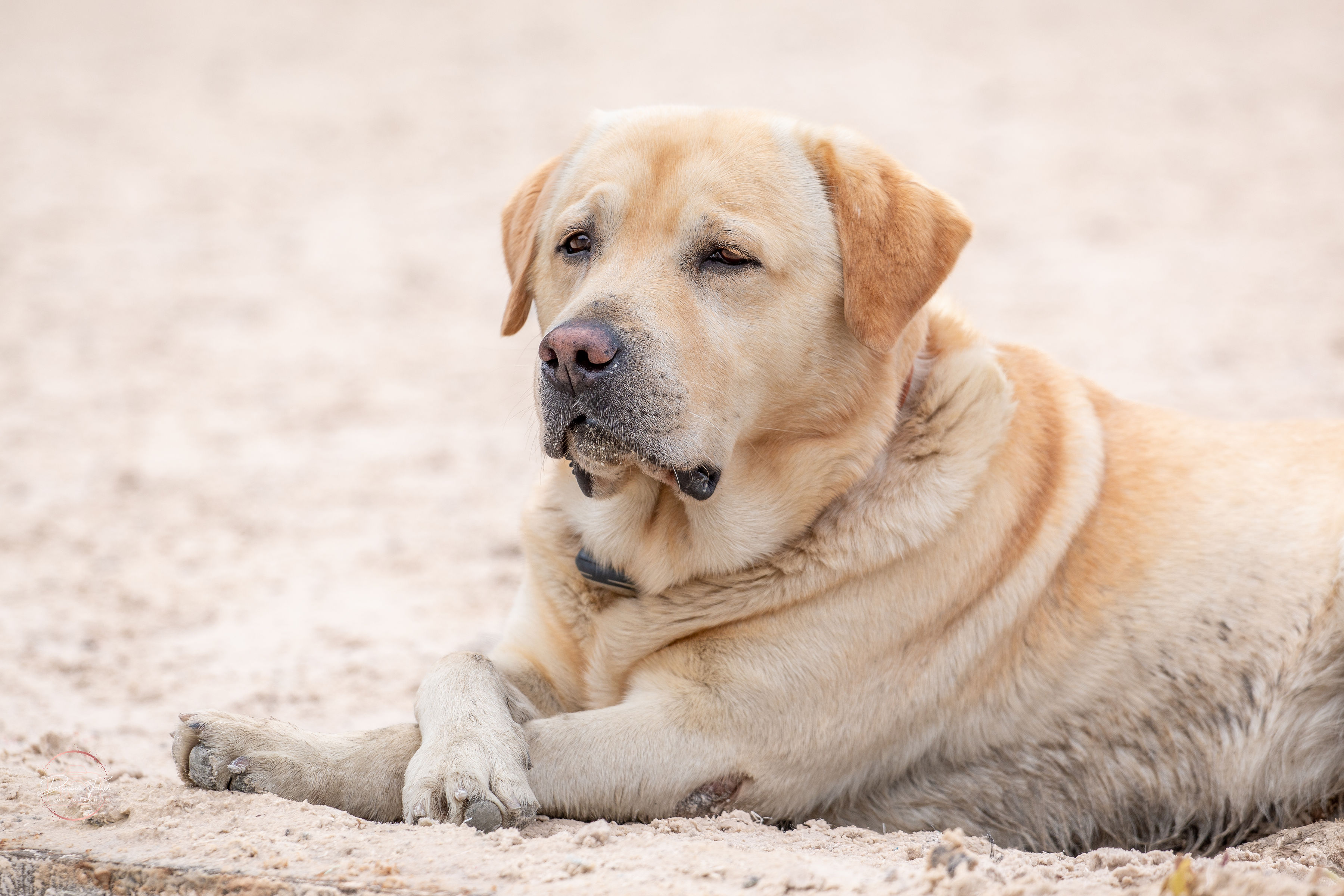 Troupeau de l'écurie active sur les prairies