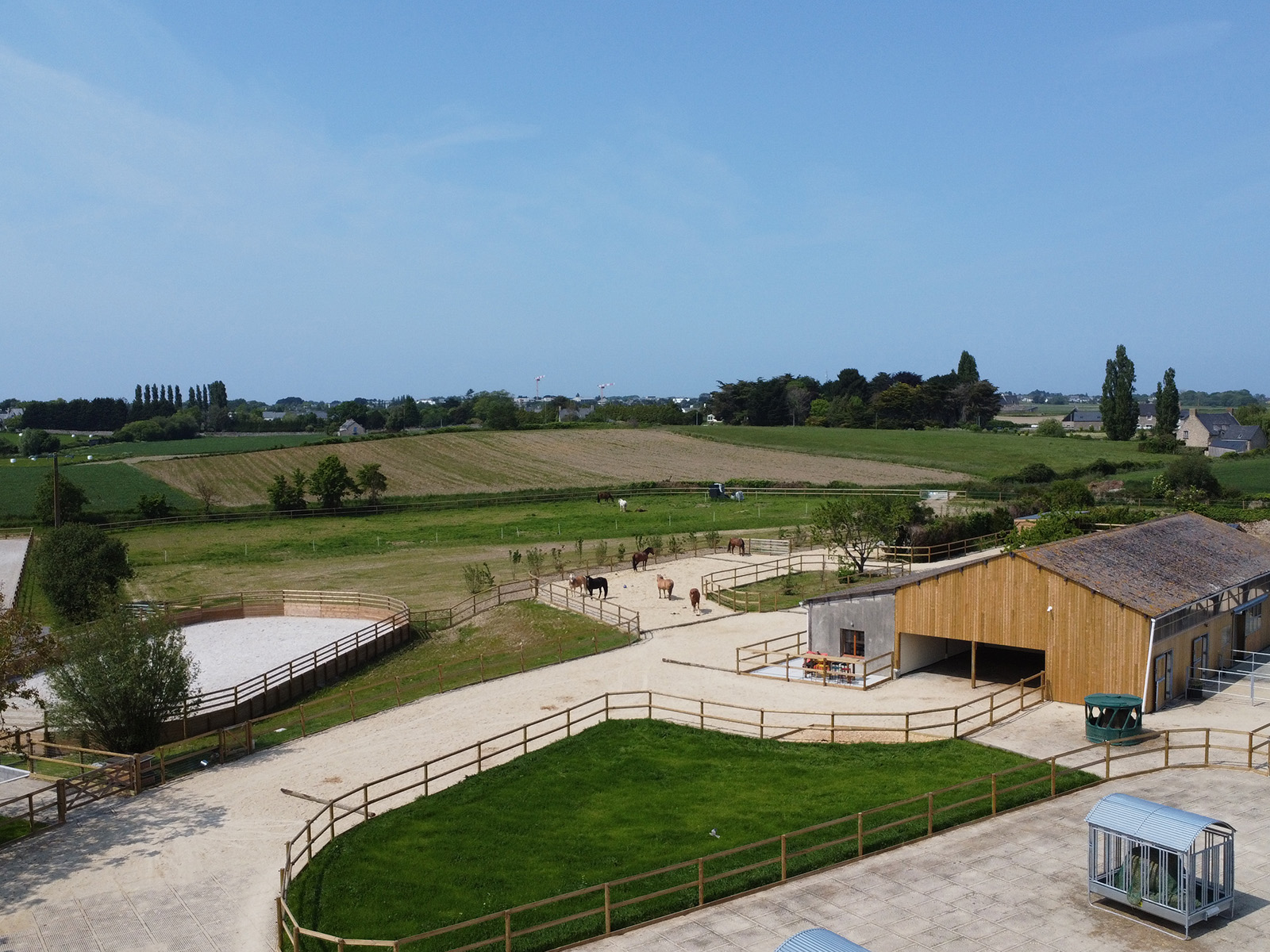 Chevaux en liberté dans la zone stabilisée de l'écurie active