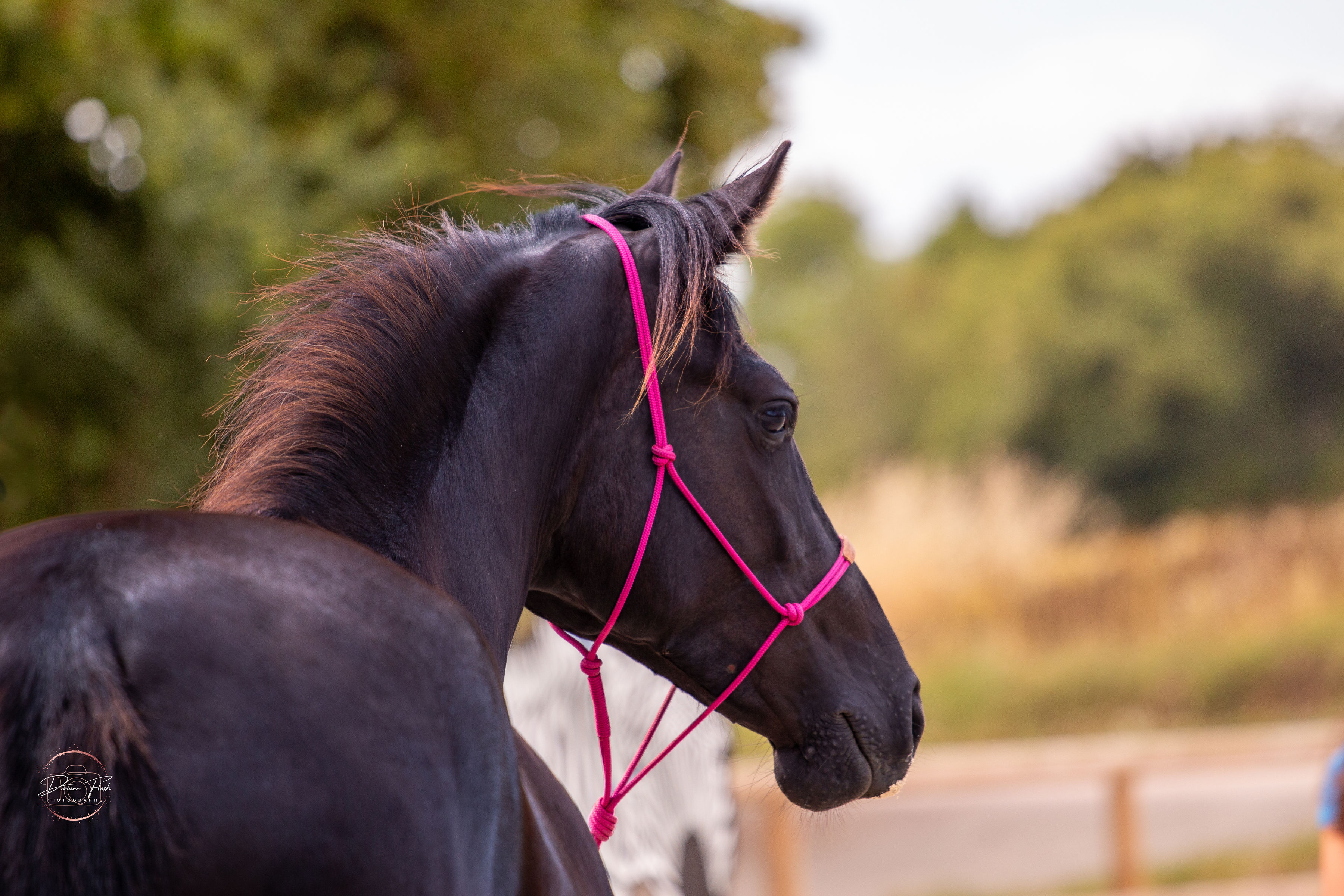 Stage thématique d'éthologie et communication équine